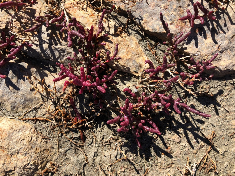 Proyecto Agricultura biosalina